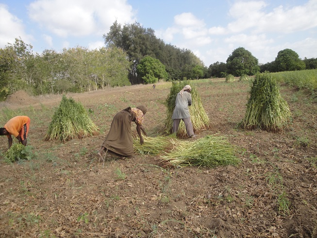 Local sesame demo plots -Deyr 2010/2011