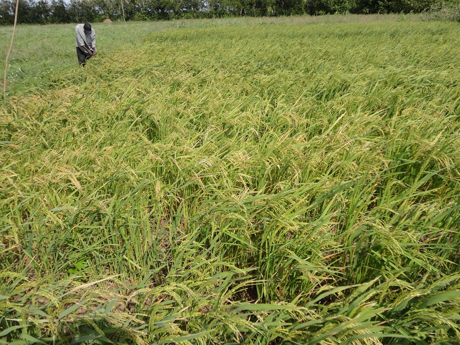 Upland Rice -Deyr 2011/2012