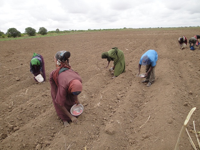 Maize Demo Plots – Deyr 2010/2011